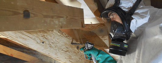 traitement de bois anti termites saint palais sur mer